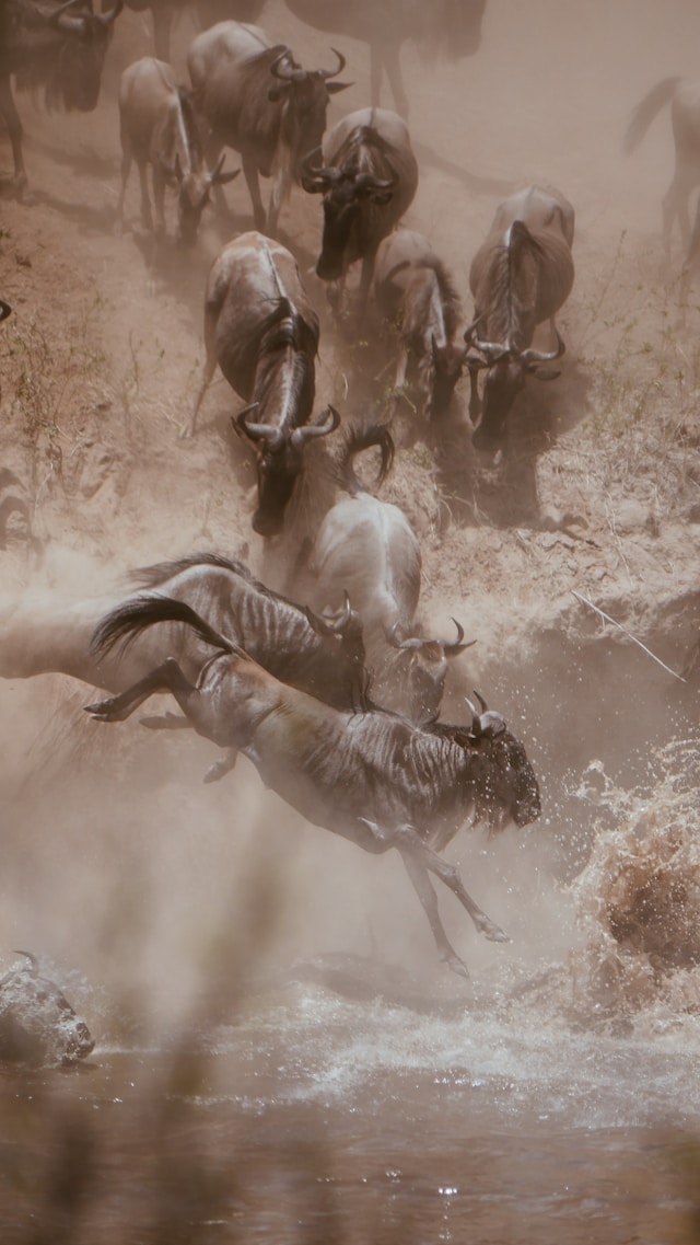 Witness the Great Wildebeest Migration